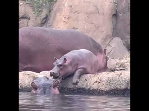 Fiona the hippo and baby brother Fritz play at the Cincinnati Zoo #shorts