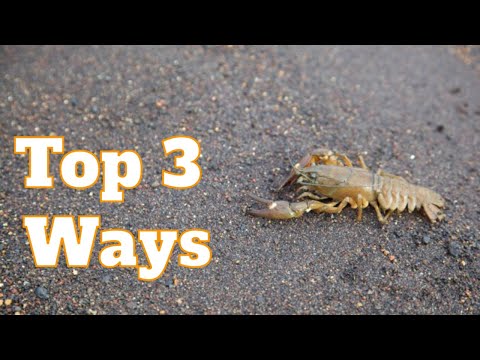 How To Catch Crawfish In A River [Crayfish]: 3 Best Ways To Catch Crawfish With Your Hands | SFSC