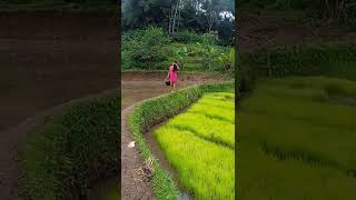 Download lagu kamana cinta na🥰😁 mp3 Download lagu kamana cinta na🥰😁 mp3