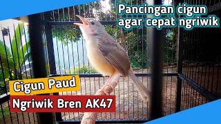 Download lagu Cigun Paud Ngriwik Aktif Belajar Bren AK47, Pancingan Cigun Agar Bunyi mp3
