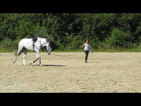 Springtraining IK 1 Ingrid Klimke erklärt das Wochentraining