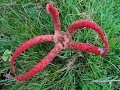 The Octopus Stinkhorn, Clathrus archeri