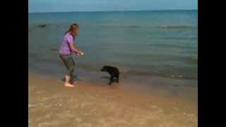 preview picture of video 'Lab Puppy Dog Training and Playing in the Waves'