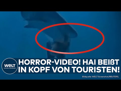 Video Thumbnail: MALEDIVEN: Horror-Video zeigt Hai-Attacke! Hier beißt ein Hai in den Kopf eines Tauchers