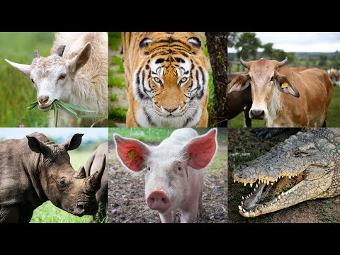 Nome e Som dos Animais - Aprenda o Som dos Animais e Conheça Seus Nomes