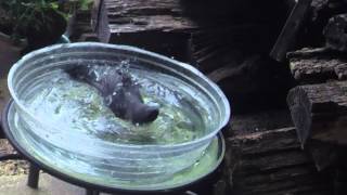 How&#39;s Your Bird?