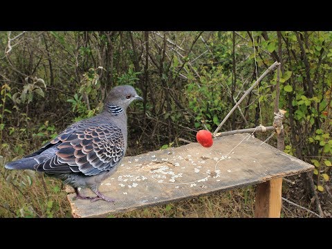 download lagu mp3 mp4 Survival Snares, download lagu Survival Snares gratis, unduh video klip Survival Snares