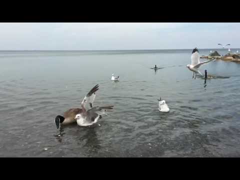 Birds in Slow Motion