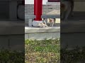 Cat And Dog Funny Video WhatsApp Status Animal And Nature Lover Cute Cat Video Galaxy Rt
