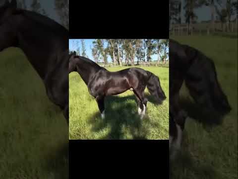 PELEADOR DO ITAPORORÓ - Página do Cavalo Crioulo