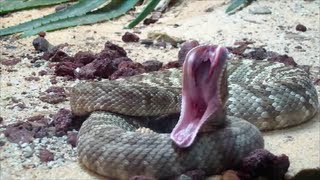 preview picture of video 'Venomous Black-tailed Rattlesnake at the Atlanta Zoo'