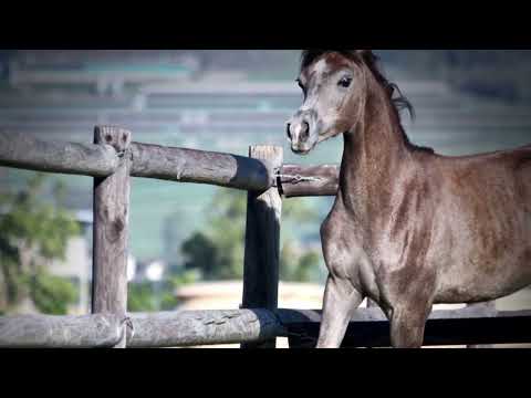 Arabian Colt