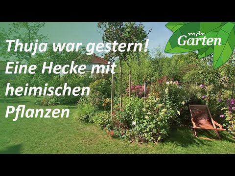 Instead of Thuja: Designing a mixed hedge | Natural garden | MDR Garden