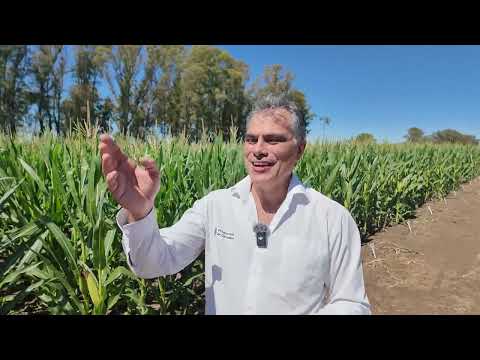 Ing. Gabriel Espósito sobre la Clínica Nutricional de Cultivos, realizada en Las Vertientes, Córdoba