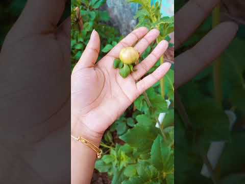 #flowers #shorts #shortvideo #ফুল                           Fahmida Naznin Nabila