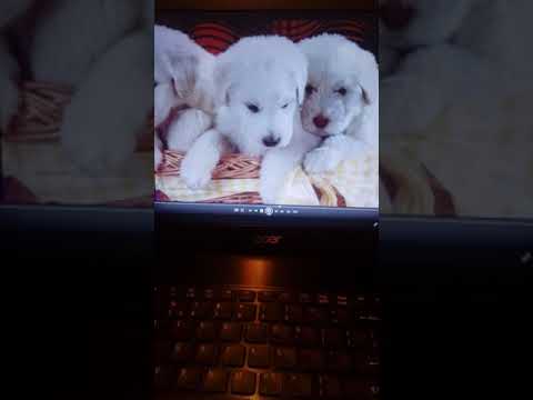 Janusz Laskowski-Beata z Albatrosa karaoke