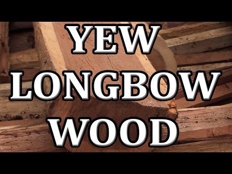 Finding Bow Staves, Yew wood for Longbow making discovered
