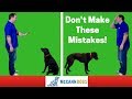 Teaching A Dog To "Stay"- 3 Common Mistakes - Professional Dog Training Tips