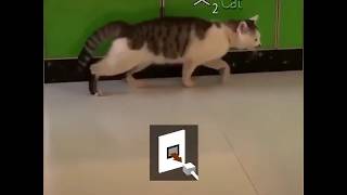 cat lag (call of duty multiplayer)  #shorts