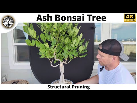 Ash Tree Bonsai