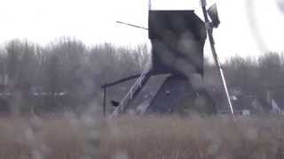 preview picture of video 'Bruine kiekendieven dansen boven riet in Kinderdijk'