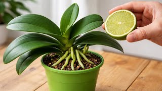 Place one piece under a flowering orchid! It will suddenly bloom profusely.