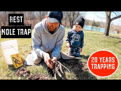 How to Set a Victor Out O' Sight Mole Trap | Best Mole Trap