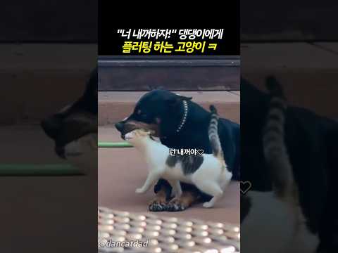 댕댕이에게 플러팅하는 고양이 #고양이 #cat #동물