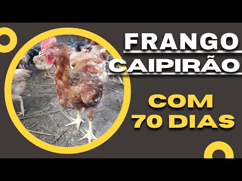 Criação de Frango Caipirão - Com 70 Dias