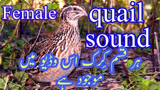 Download lagu Female quail sound madi batair ki awaz batair kark... mp3