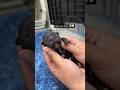 My frenchie had puppies - the amazing journey of a pregnant dog #pets #puppy #puppies #dogs #shorts