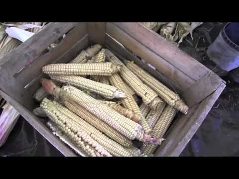 download lagu mp3 mp4 Oneida Corn, download lagu Oneida Corn gratis, unduh video klip Oneida Corn