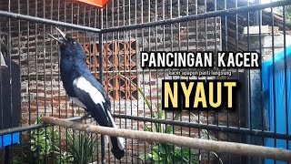 Download lagu kacer gacor NGEPLONG tarung ini paling ampuh buat PANCINGAN KACER agar EMOSI mp3