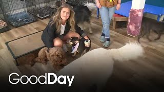 Checking out Adventure Awaits, a doggy daycare for all the dogs!