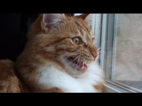 Maine Coon Cat INSANE Chattering & Chirping!!