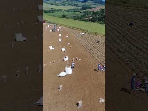 Colhendo batatinhas inglesas