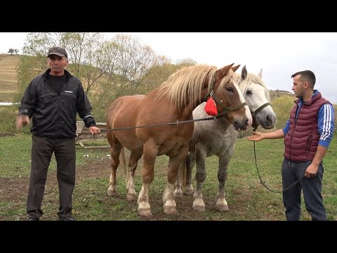 Caii lui Ionut de la Calata, Cluj 2023 Nou!!!
