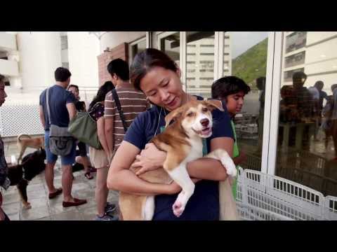 Rescuing and rehoming abandoned dogs in Hong Kong