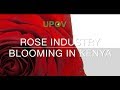 (Kenya) Rose Industry Blooming Kenya