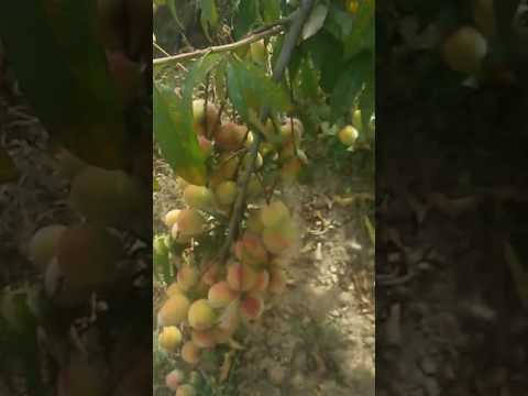 Durazno de la chacra de mi papá