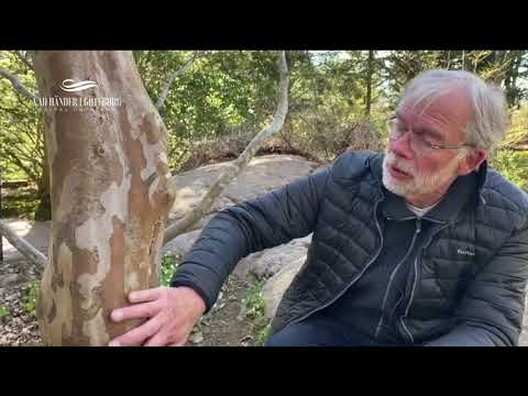 Rundvandring i Japandalen, Botaniska trädgården - Del 2. // VAD HÄNDER I GÖTEBORG