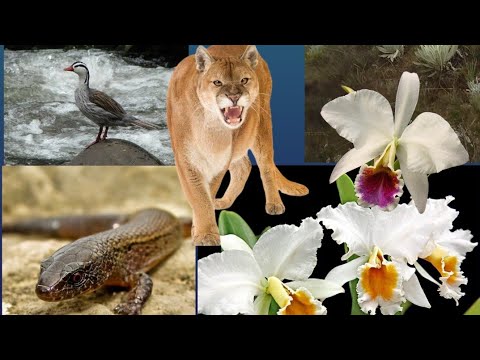 Lo que no te contaron de Carache #carache #trujillo #venezuela