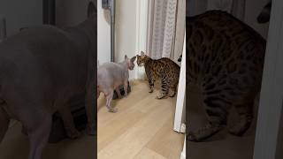 兄猫リンクに喧嘩を売る猫スルタン【スフィンクス】
