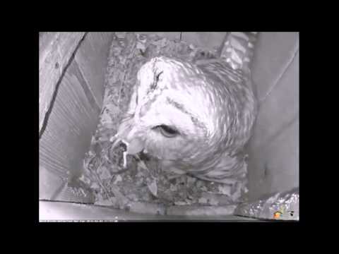 Barred owl swallows a mouse