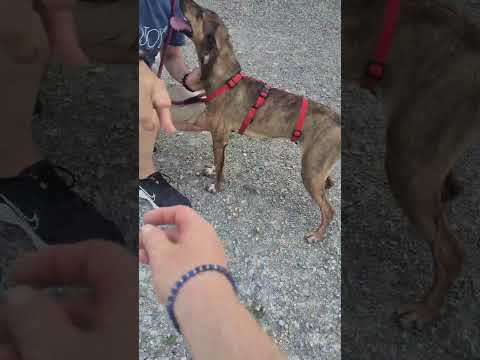 Video di MUFFIN