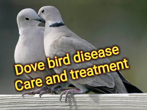 image-What diseases do doves carry?