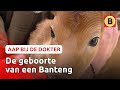Een nieuw meisje in de Beekse Bergen | Komt een aap bij de dokter | Omroep Brabant