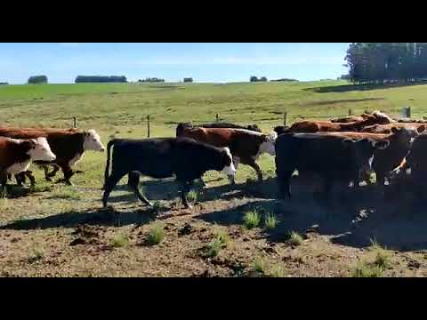 180 Novillos 1 1/2 años de 287kg