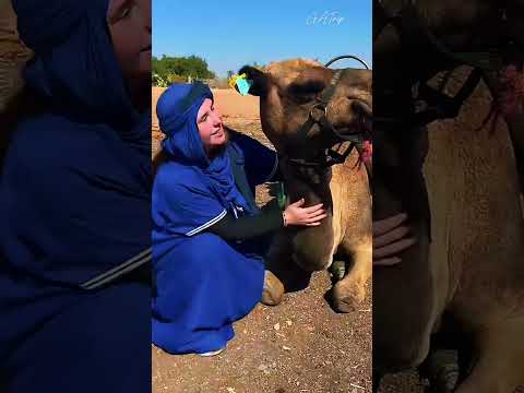 camel ride in palm grove marrakesh | desert vibes morocco 🇲🇦#morocco #desert #viralvideo #marrakech