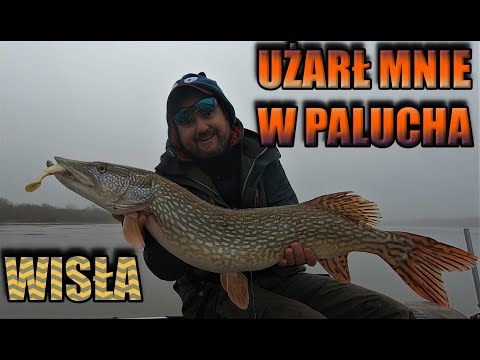 Czy wiślane drapieżniki odpalą przed zimą? / odc. 105